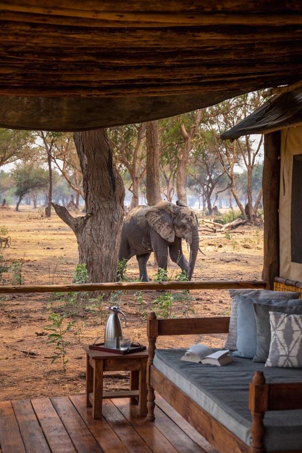 Ein Elefant nähert sich dem Chalet von Old Mondoro.