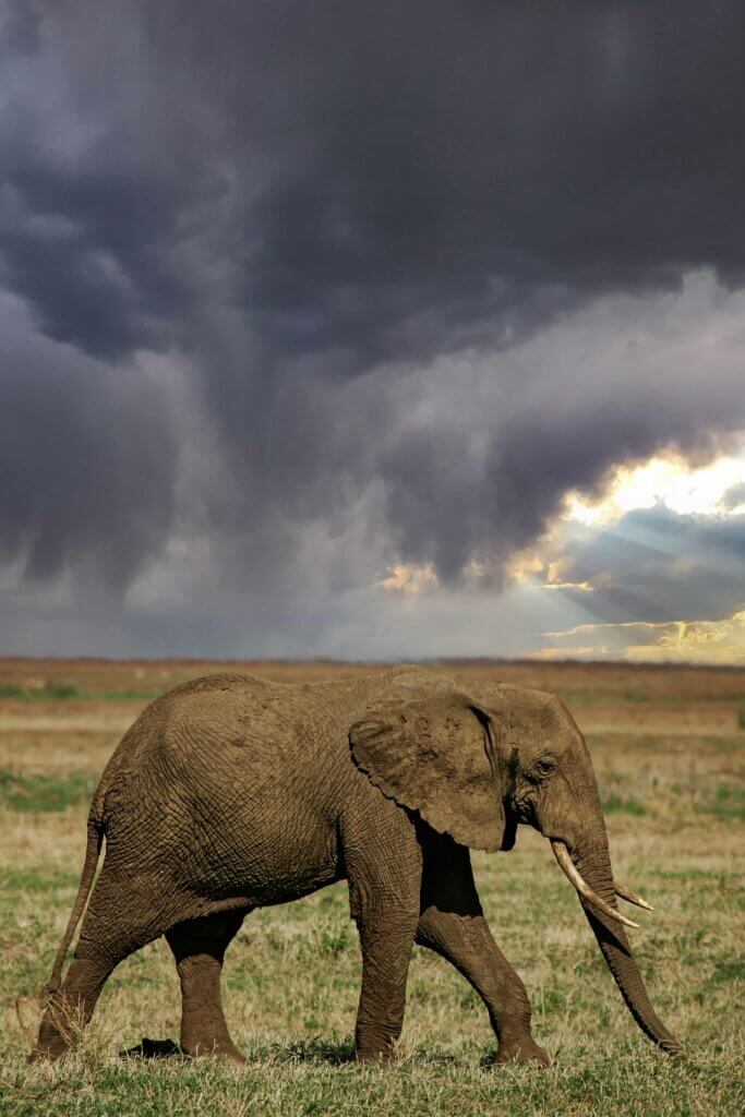 Ein Elefant marschiert über die kurze, ausgetrocknete Grassavanne. Im Hintergrund bauen sich dunkle Gewitter- und Regenwolken auf. Die Regenzeit steht vor der Tür. 