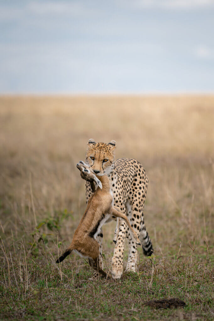 Ein Gepard läuft durch die trockene Savanne, mit einer kleinen Thomson-Gazelle im Maul. 