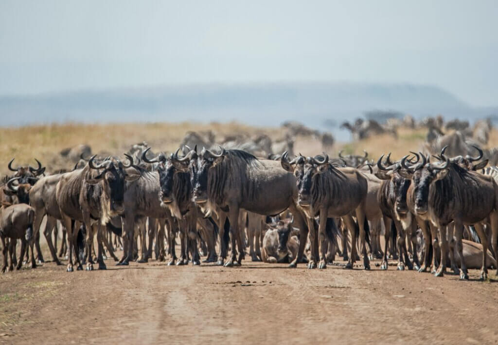 Eine Herde Gnus blockieren Sie die Piste - ein willkommener Road Block in der Serengeti! 