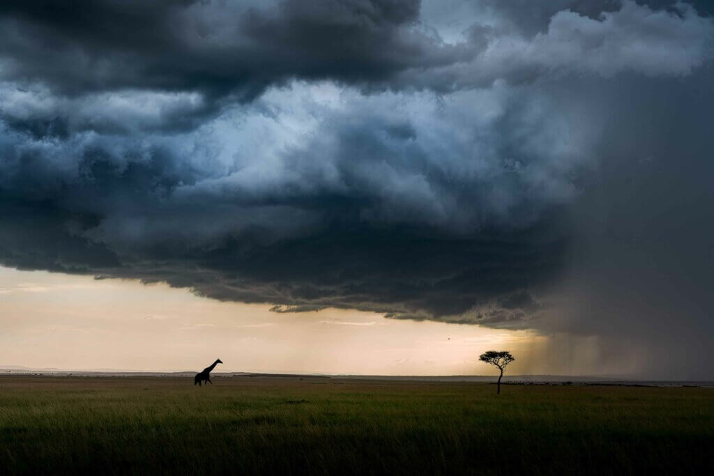 Eine Giraffe nähert sich einer Schirmakazie, darüber hängen dunkle Regenwolken und erste Regenfälle haben bereits eingesetzt. 