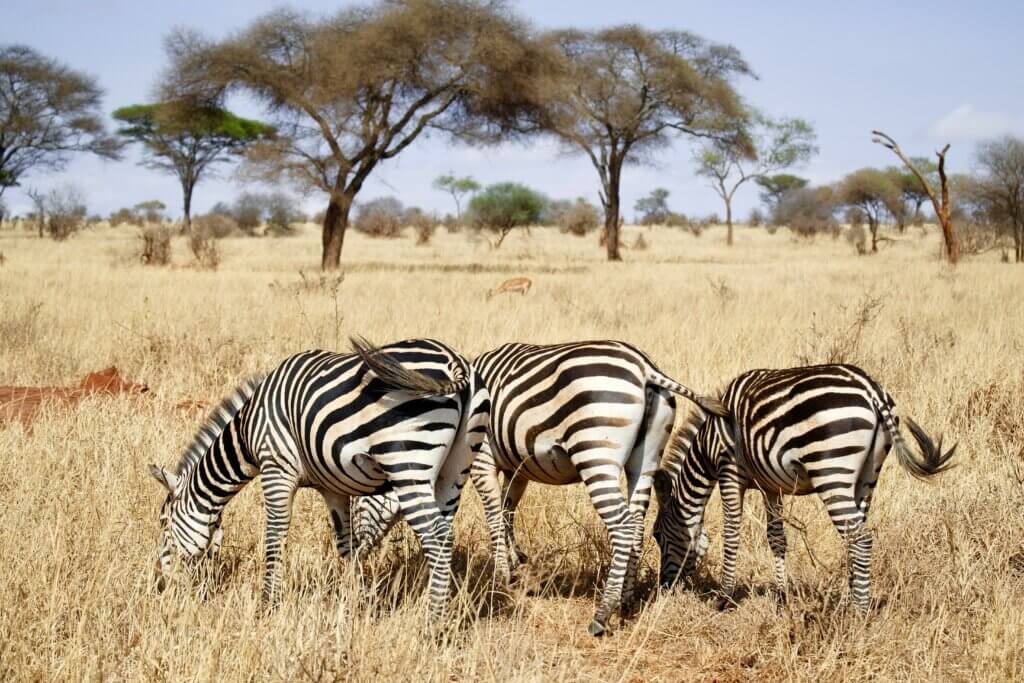 Zebras und Impalas grasen im Tarangire National Park in Tansania.