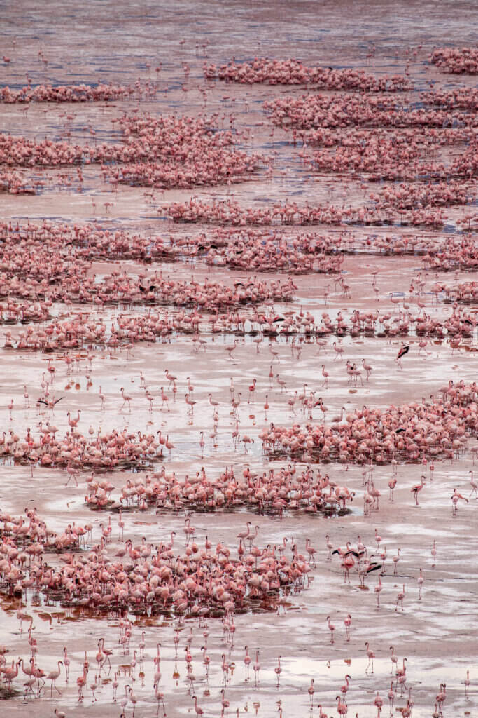 Abertausende pinke Flamingos stehen im seichten Lake Natron. 