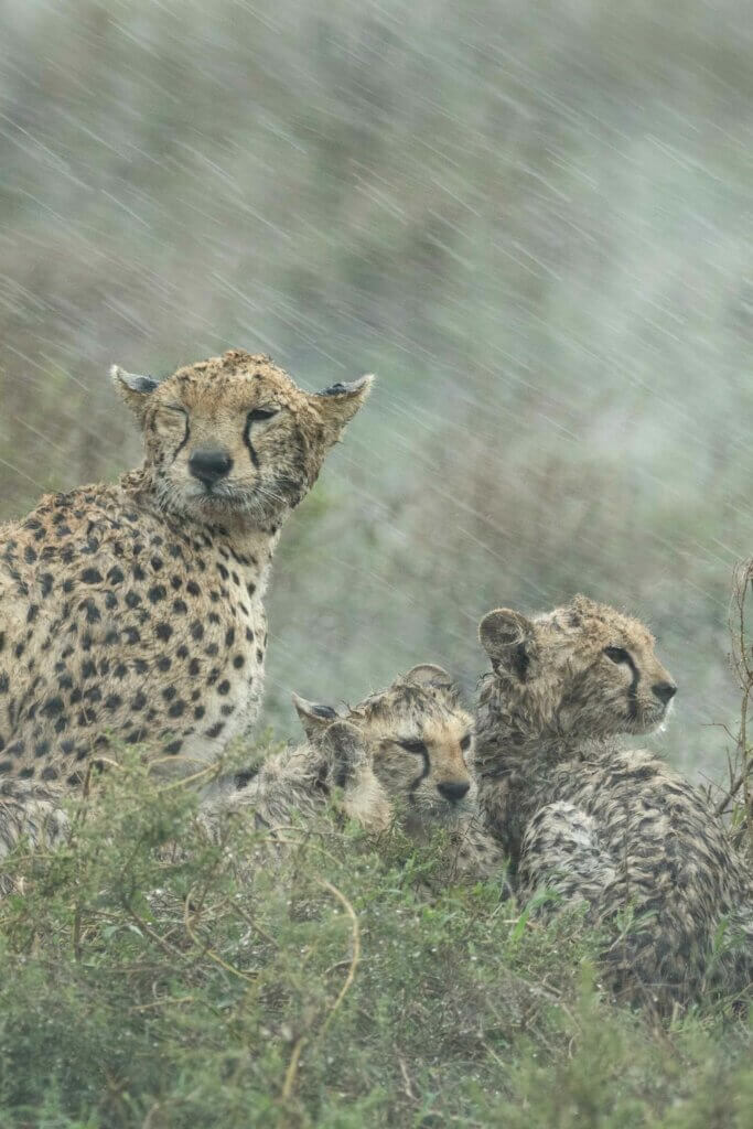 Im prasselnden Regen liegt eine Geparden-Mutter mit ihren beiden Jungtieren im Gras. Sie leben in der Serengeti und bleiben in den Regenmonaten in ihren angestammten Revieren. 