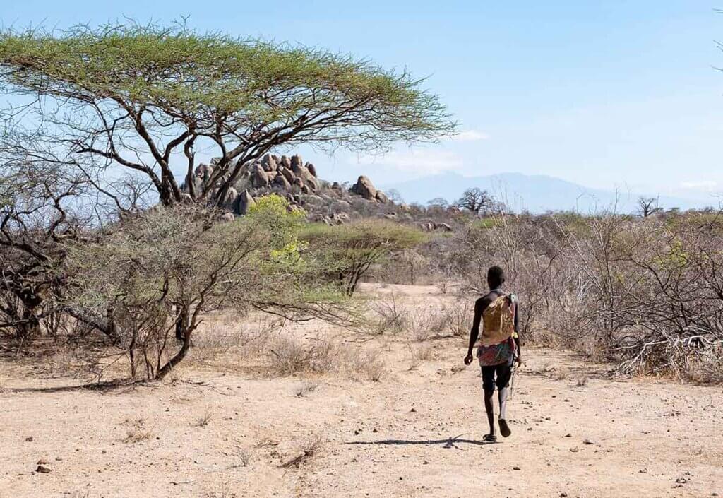 Ein Hadza-Mann wandert durch trockenes Land, Pfeil und Bogen in der Hand. Er läuft durch typisch afrikanische Szenerie, mit einer Schirmakazie im Vordergrund und malerischen Felsformationen im Hintergrund.