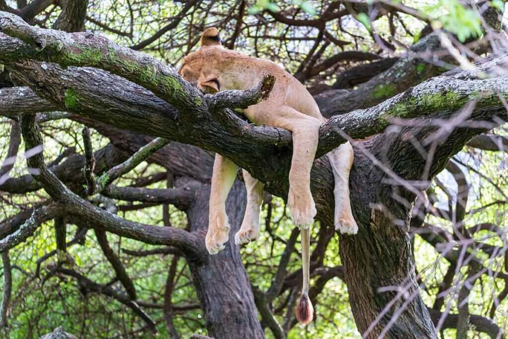Ein Löwe liegt in einem Baum und lässt faul seine vier Pfoten vom dicken Ast baumeln.