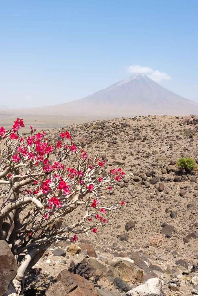 Aus einer kargen Geröllwüste steigt der perfekt kegelförmige heilige Berg der Maasai empor, der Ol Doinyo Lengai. Im Vordergrund blüht die Wüstenrose, ein Sukkulentengewächs, das oft kurz nach Regenfällen einen Blühimpuls erhält.