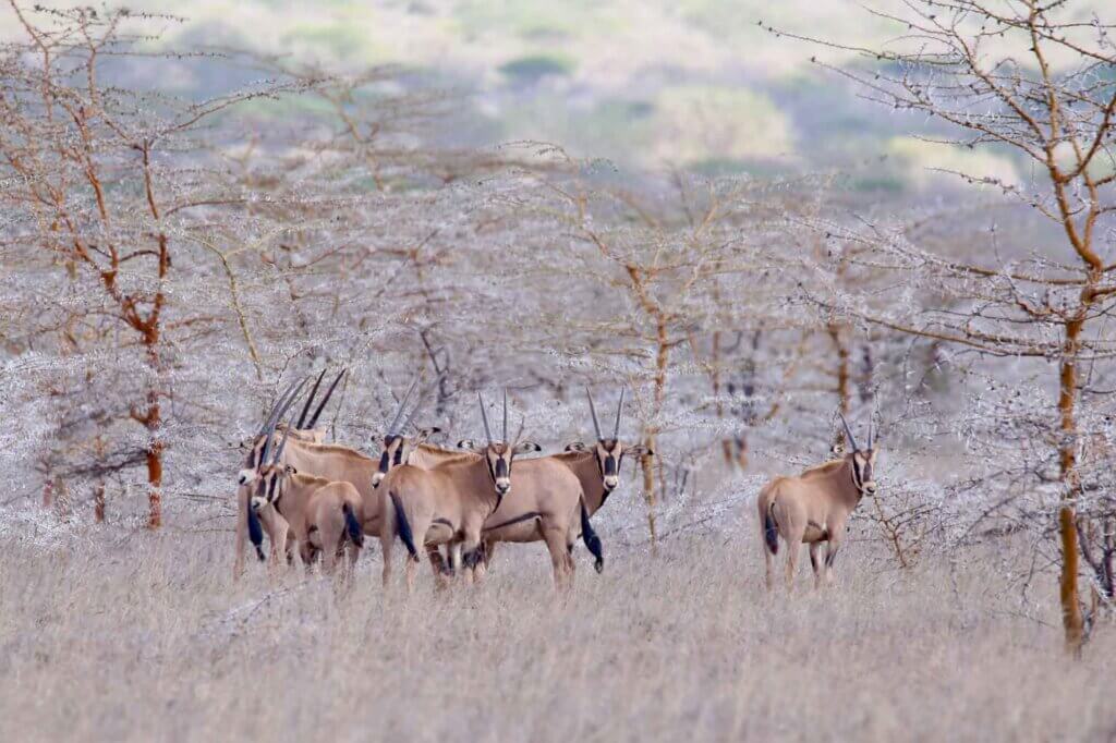 In der trockenen Savanne des Mkomazi National Park steht eine Herde von grasenden Oryx-Antilopen.