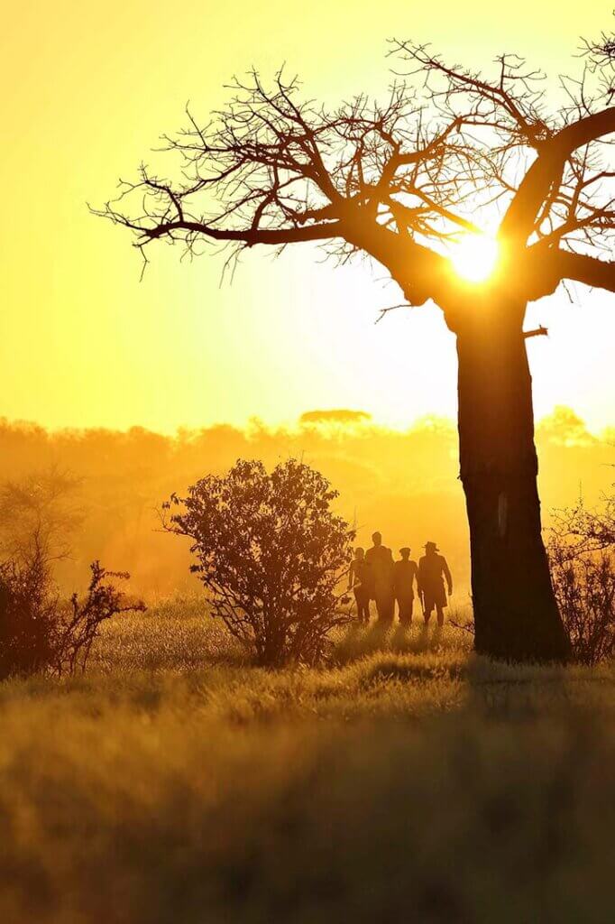 Eine Gruppe von Menschen wandert bei Sonnenuntergang im Busch an einem Baobab-Baum vorbei. Sie befinden sich auf einer Pirschwanderung mit einem Guide und einem Ranger, die Stimmung ist dramatisch.
