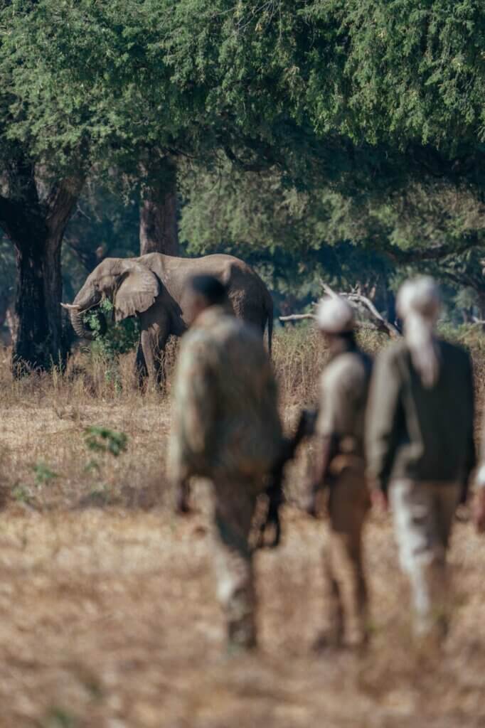 Zwei Gäste und ein Guide mit einem Gewehr unternehmen eine Walking Safari im Lower Zambezi National Park und beobachten einen Elefanten, der gerade eine Menge Blätter verspeist. 