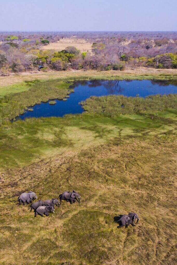 Elefanten durchstreifen in kompakten Herden den südlichen Sektor des Kafue National Park. 