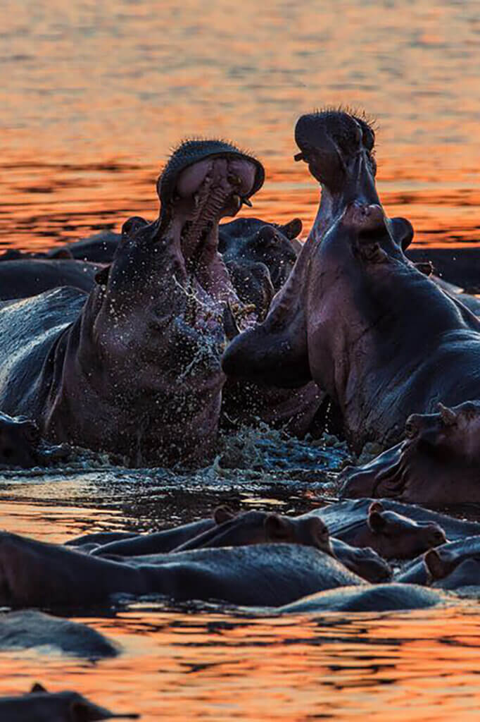 Zwei Flusspferde duellieren sich im Sonnenuntergang, indem sie ihre Maul weit aufreißen. 