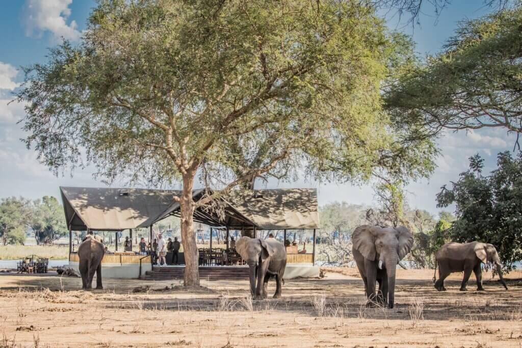 Eine Herde Elefanten strommert durch das Old Mondoro Camp im Lower Zambezi National Park. 