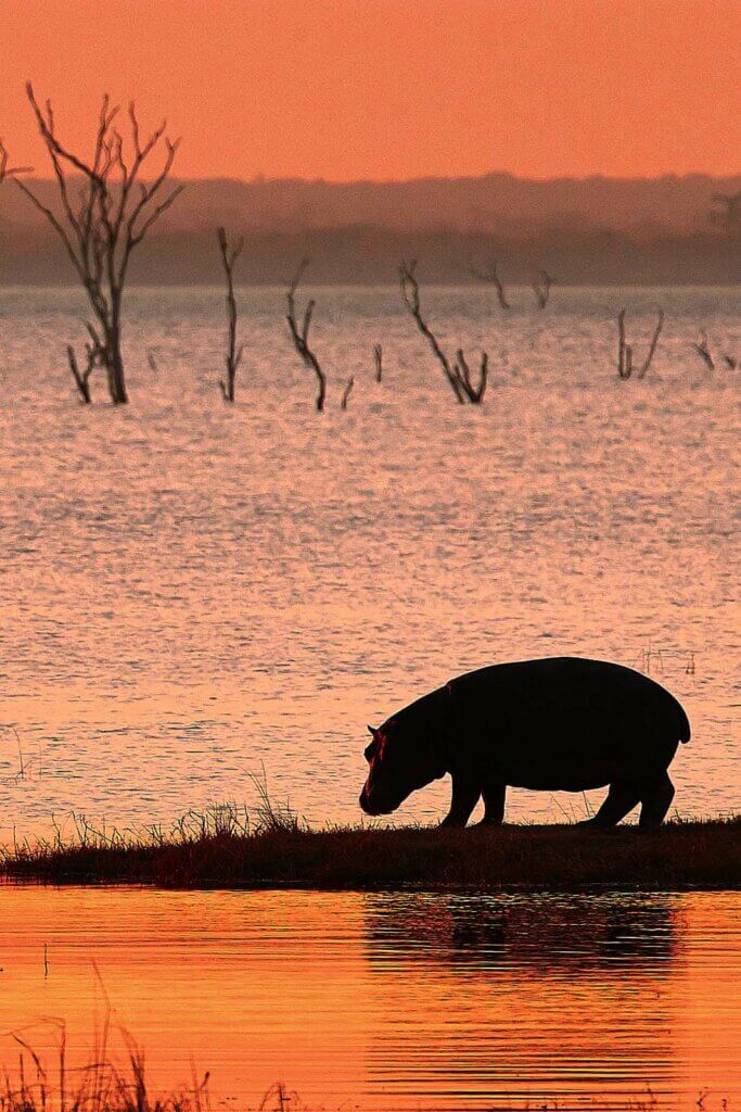 Am Lake Itezhi-Tezhi verlässt das Flusspferd in der Dämmerung das kühlende Nass. Der Hunger treibt das Hippo aus dem Wasser, denn es ernährt sich ausschließlich von Gras. 