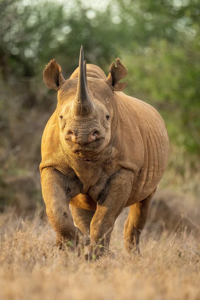 Ein Spitzmaulnashorn läuft durch den Busch. 