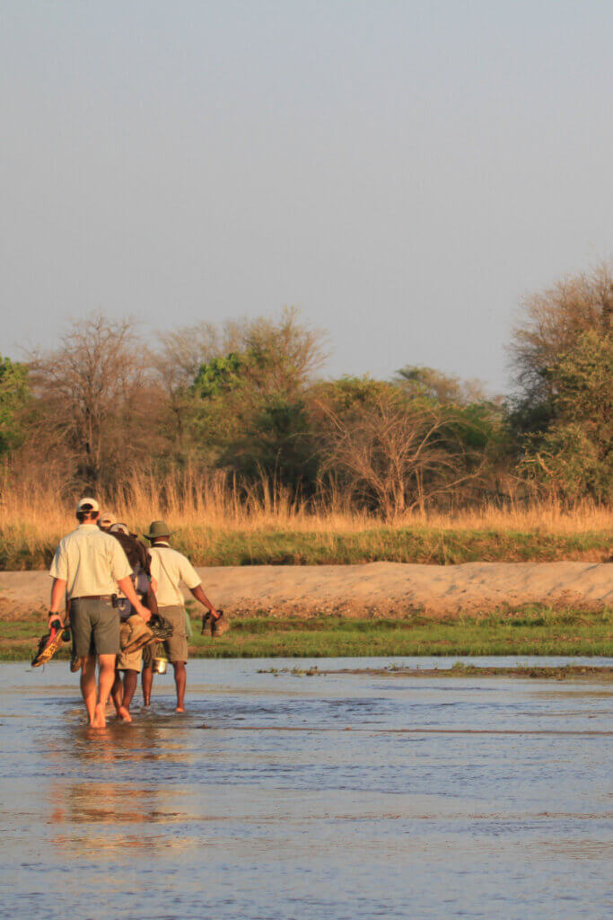 Vier Menschen durchwaten den Mwaleshi River barfuß, und halten ihre Wanderschuhe in der Hand. Sie befinden sich auf einer Walking Safari mit einem Guide im North Luangwa National Park. 