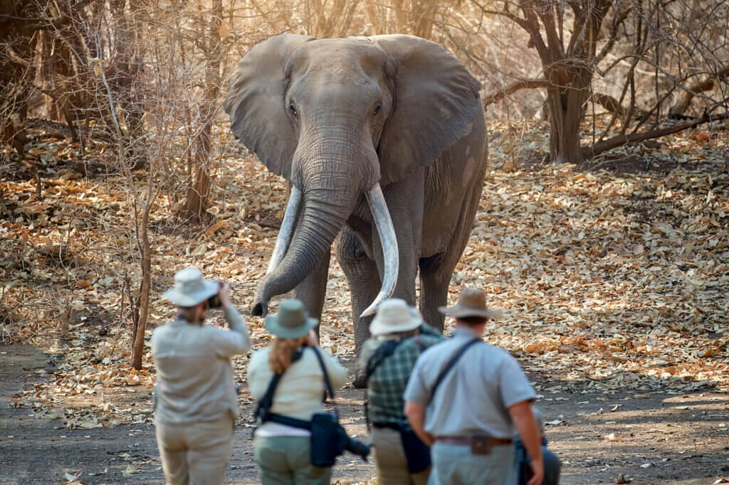 Ein Elefant steht direkt vor Touristen auf Walking Safari. Der Guide weiß genau, was zu tun ist, um die Gruppe sicher am Elefanten vorbei zu lotsen.