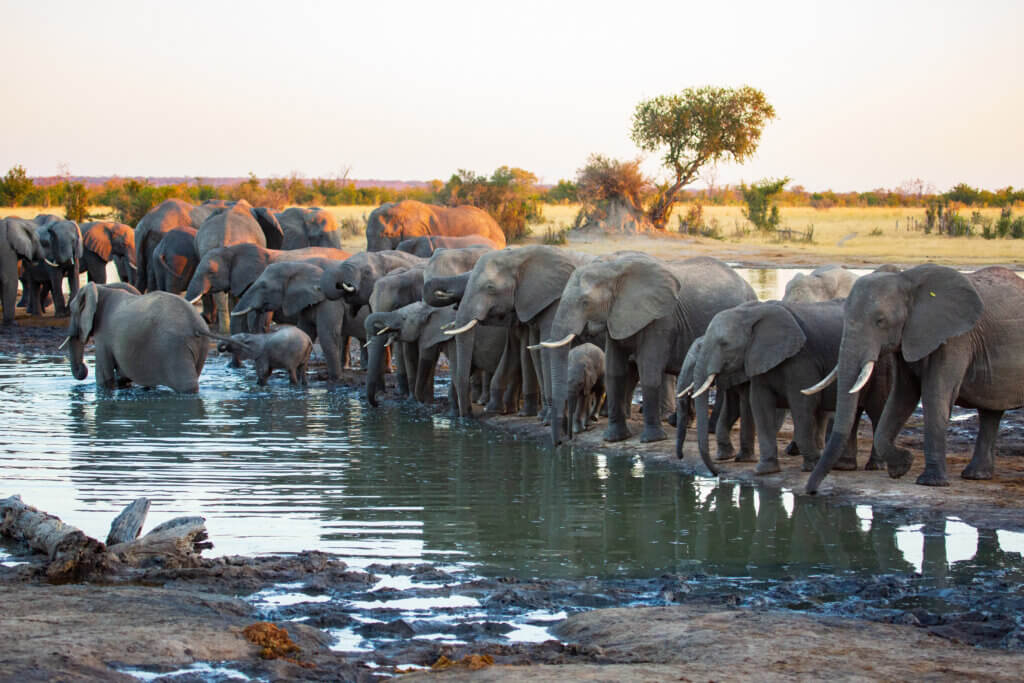 Elefanten im Hwange National Park in Simbabwe, die sich an einer Wasserstelle laben. Was für ein Spektakel!