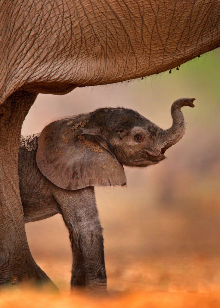 Ein Elefantenbaby versteckt sich hinter seiner Mutter. Es imitiert die Mama: Rüssel in die Luft und mal schnuppern, was da in der Nähe ist. 
